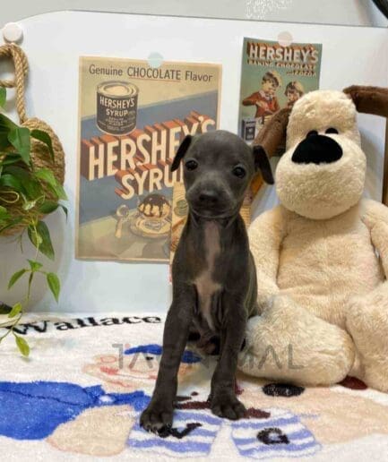 Italian Greyhound puppy for sale, dog for sale at Tagnimal