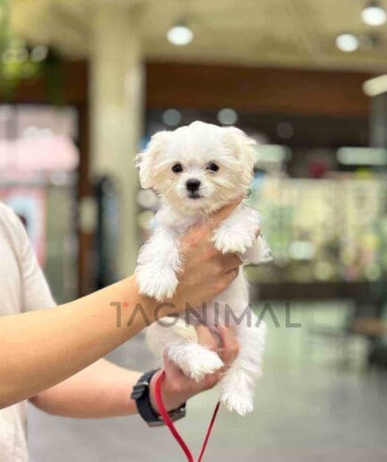 ขายลูกสุนัขมอลชิ ซื้อสุนัข ซื้อหมา ได้ที่ Tagnimal