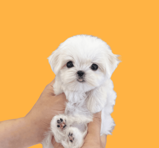 Tagnimal dognimal Maltese home page banner, buy dog online sell puppy online