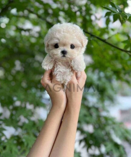 Maltipoo puppy for sale, dog for sale at Tagnimal
