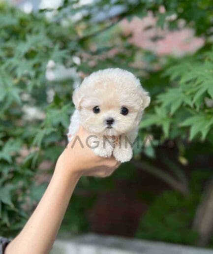 Maltipoo puppy for sale, dog for sale at Tagnimal