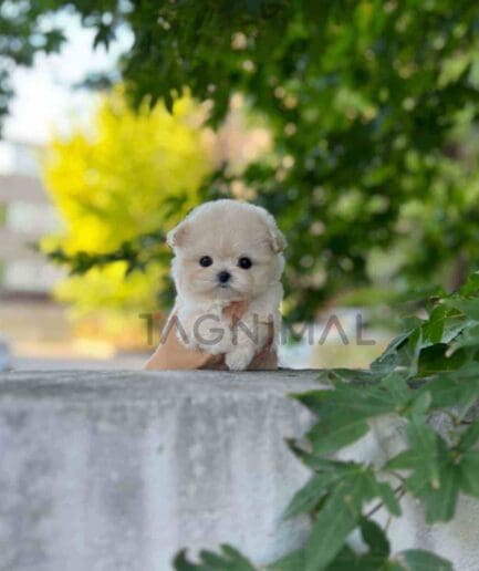Maltipoo puppy for sale, dog for sale at Tagnimal
