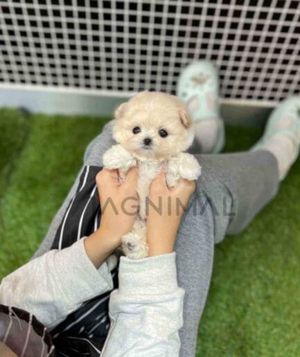 Maltipoo puppy for sale, dog for sale at Tagnimal