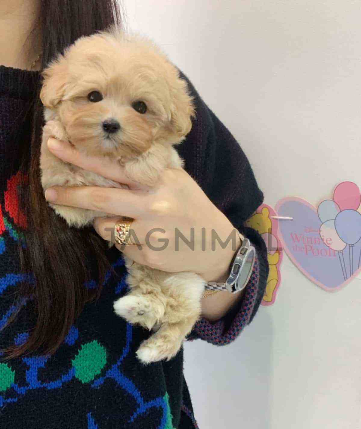 Maltipoo puppy for sale, dog for sale at Tagnimal