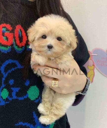 ขายลูกสุนัขมอลติพู ซื้อสุนัข ซื้อหมา ได้ที่ Tagnimal