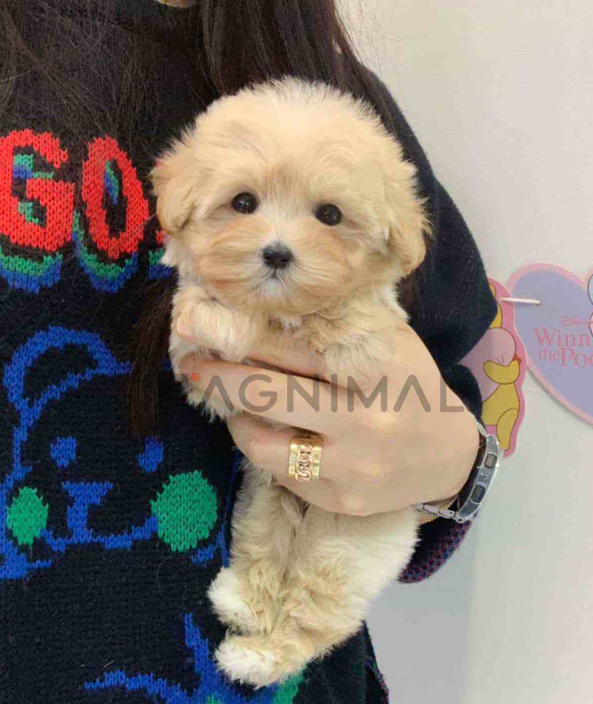 Maltipoo puppy for sale, dog for sale at Tagnimal