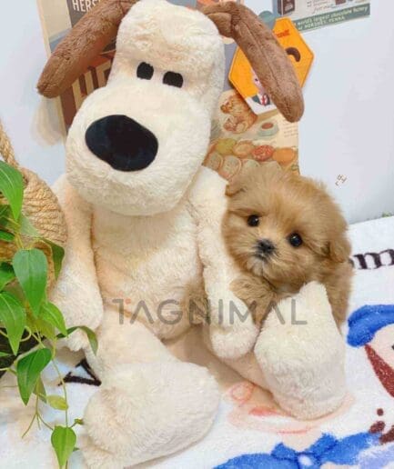 ขายลูกสุนัขมอลติพู ซื้อสุนัข ซื้อหมา ได้ที่ Tagnimal