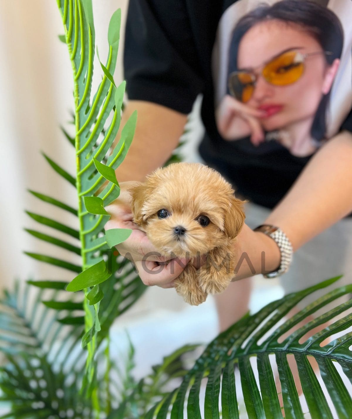 Maltipoo puppy for sale, dog for sale at Tagnimal