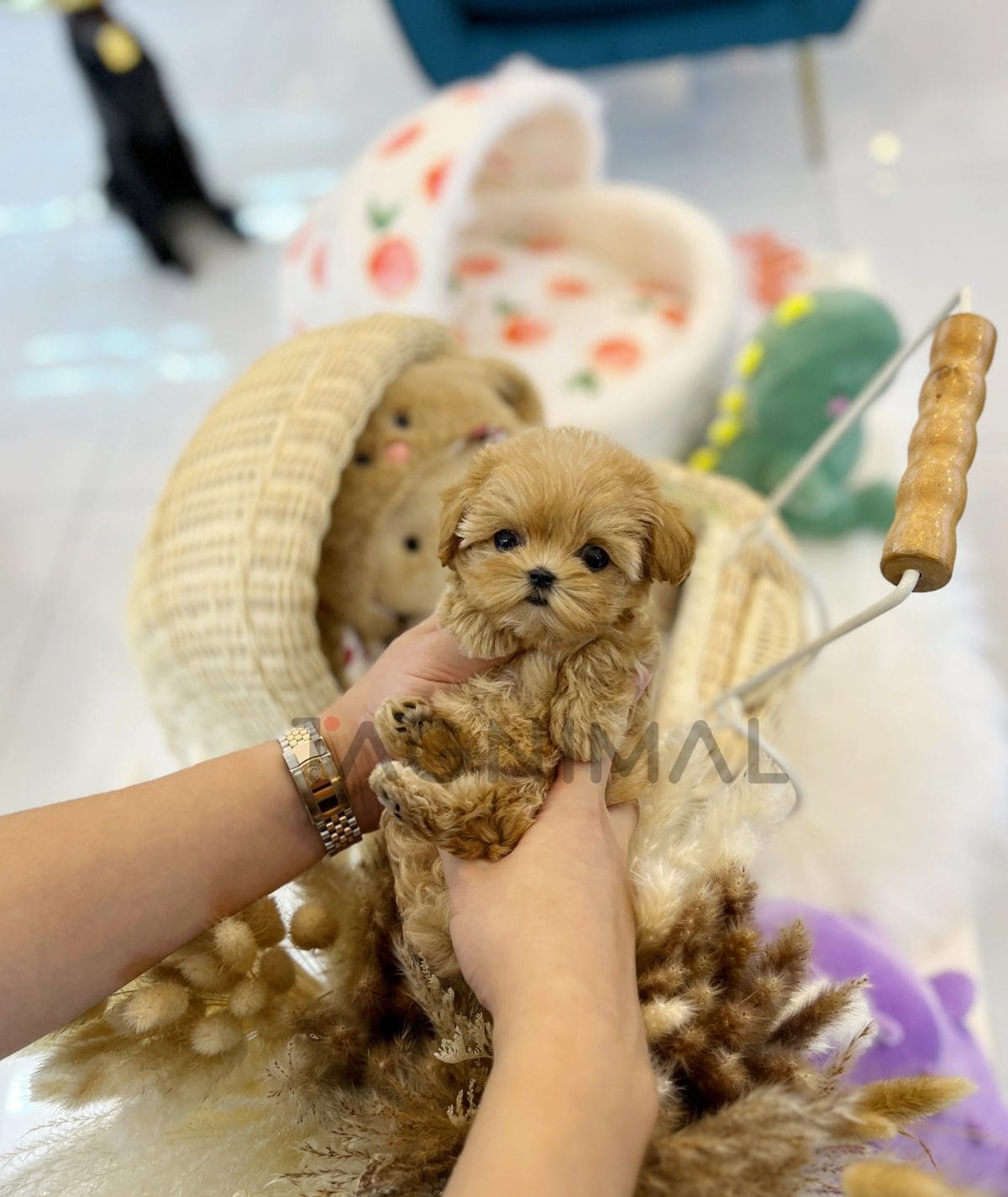 Maltipoo puppy for sale, dog for sale at Tagnimal