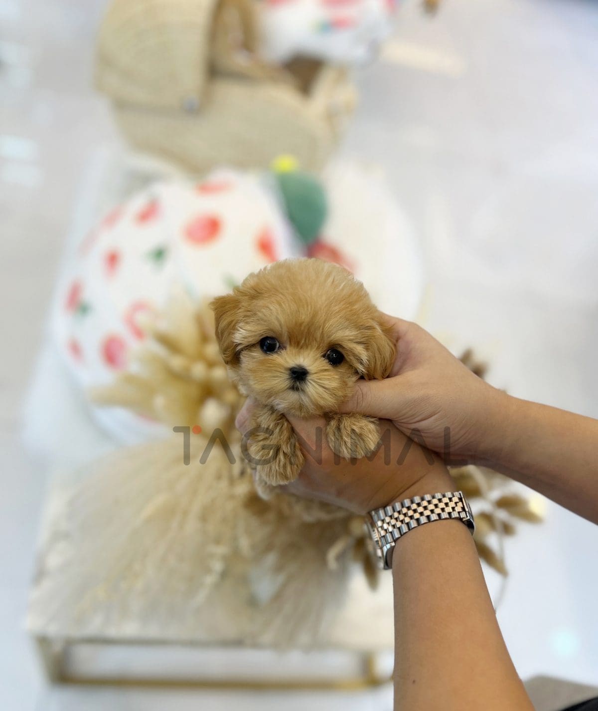 Maltipoo puppy for sale, dog for sale at Tagnimal