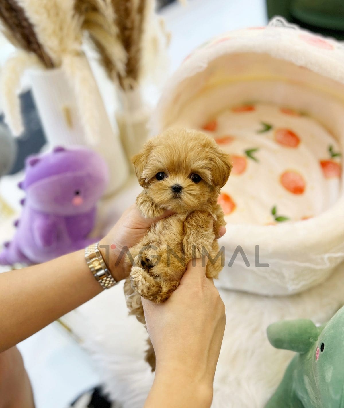 Maltipoo puppy for sale, dog for sale at Tagnimal