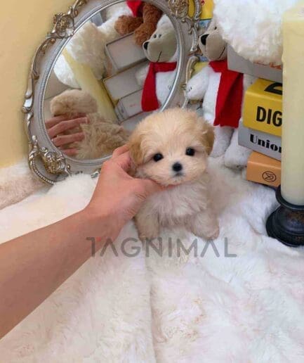 ขายลูกสุนัขมอลติพู ซื้อสุนัข ซื้อหมา ได้ที่ Tagnimal