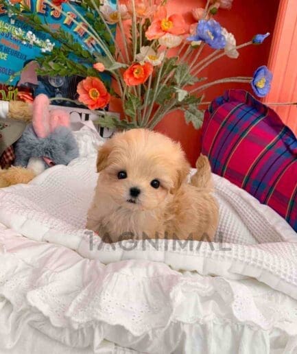 ขายลูกสุนัขมอลติพู ซื้อสุนัข ซื้อหมา ได้ที่ Tagnimal