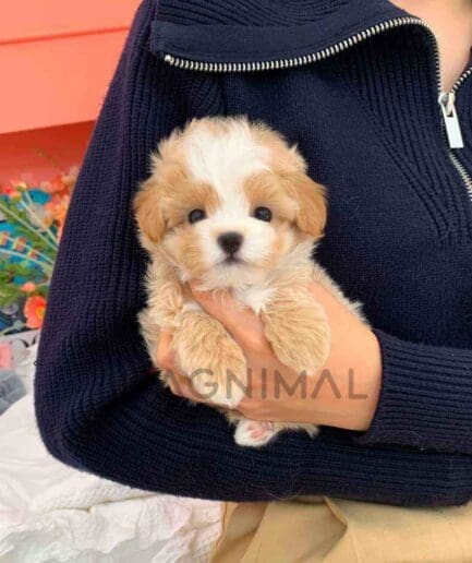 ขายลูกสุนัขมอลติพู ซื้อสุนัข ซื้อหมา ได้ที่ Tagnimal