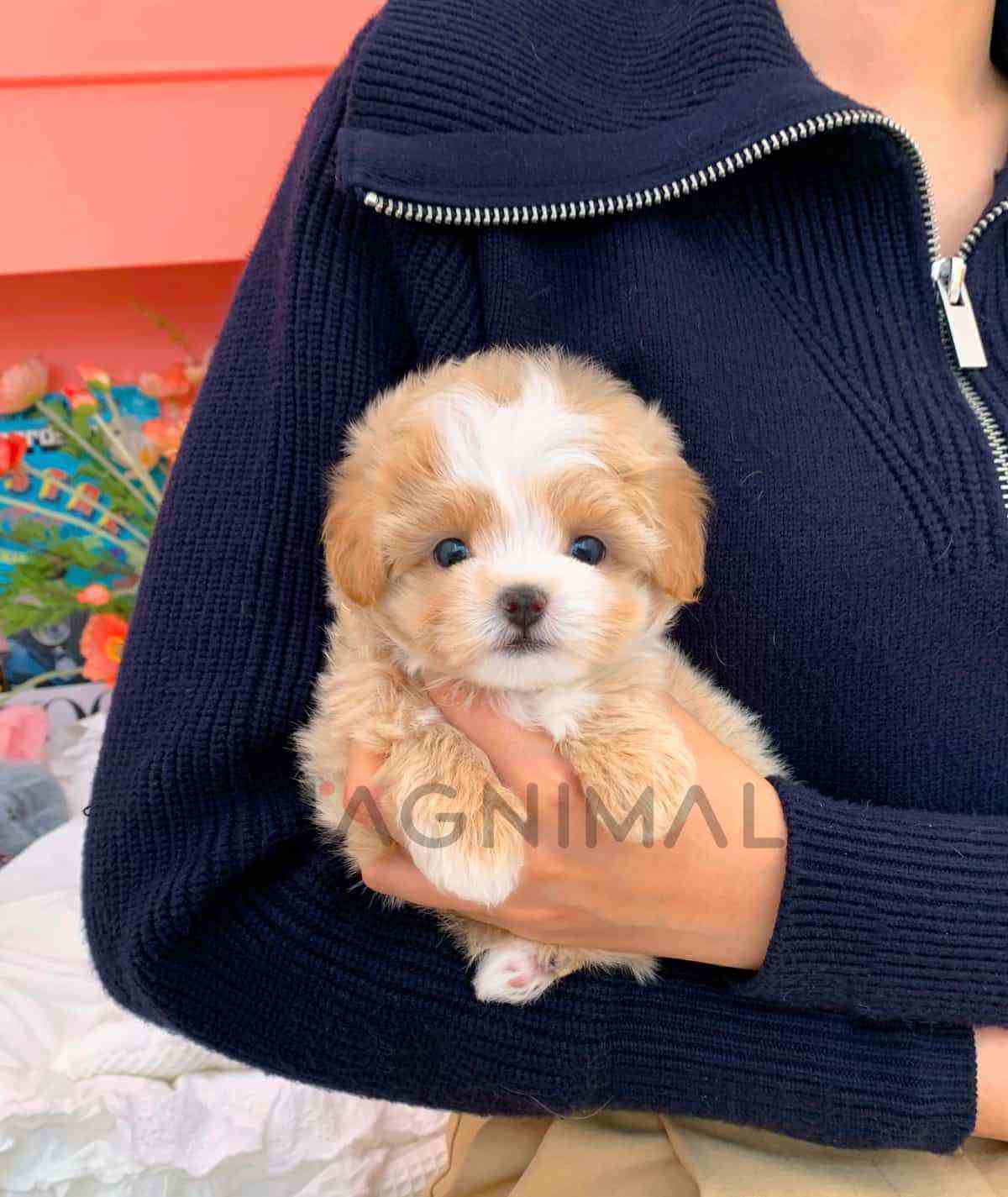 ขายลูกสุนัขมอลติพู ซื้อสุนัข ซื้อหมา ได้ที่ Tagnimal