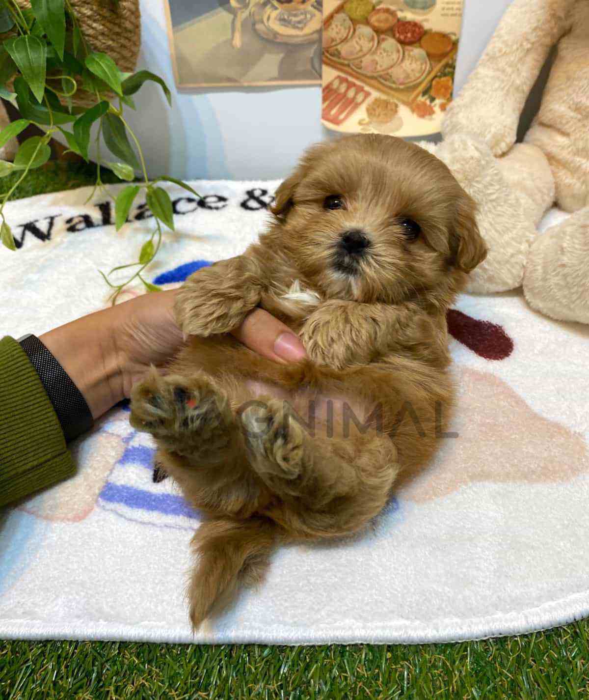 Maltipoo puppy for sale, dog for sale at Tagnimal