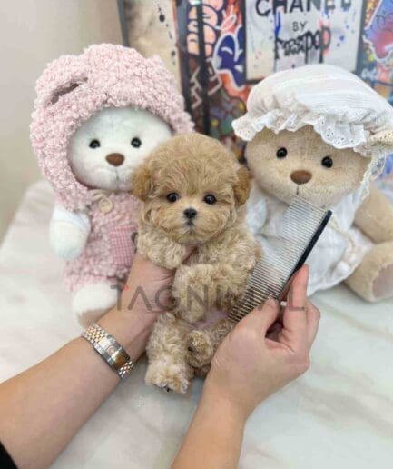 ขายลูกสุนัขมอลติพู ซื้อสุนัข ซื้อหมา ได้ที่ Tagnimal