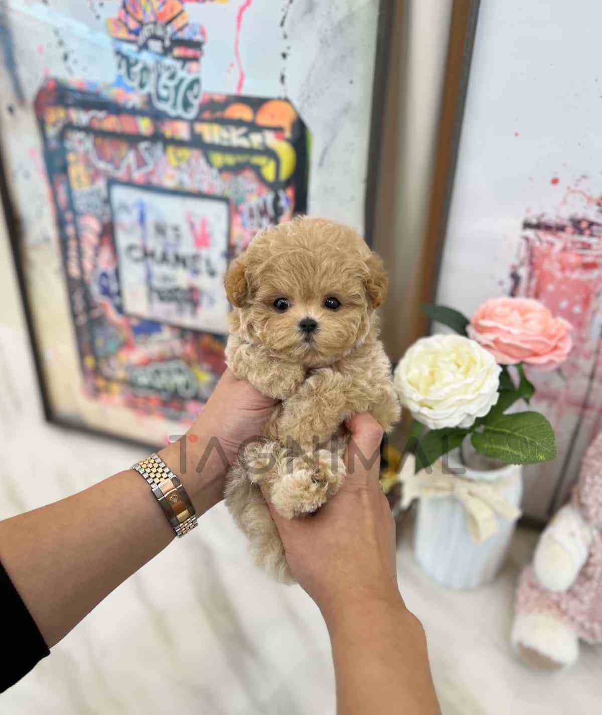 Maltipoo puppy for sale, dog for sale at Tagnimal