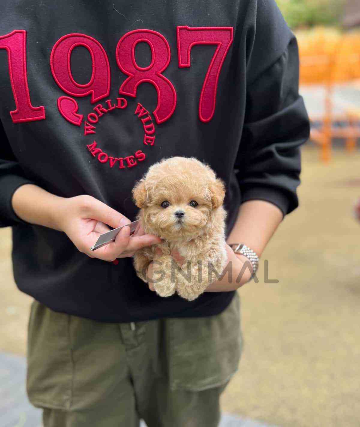 Maltipoo puppy for sale, dog for sale at Tagnimal