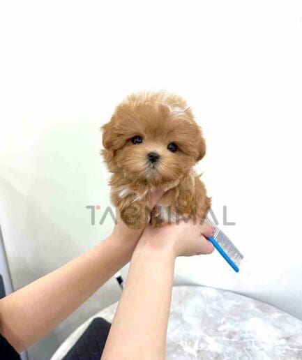 ขายลูกสุนัขมอลติพู ซื้อสุนัข ซื้อหมา ได้ที่ Tagnimal