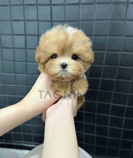 ขายลูกสุนัขมอลติพู ซื้อสุนัข ซื้อหมา ได้ที่ Tagnimal