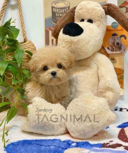 ขายลูกสุนัขมอลติพู ซื้อสุนัข ซื้อหมา ได้ที่ Tagnimal
