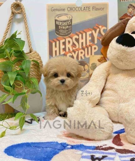 ขายลูกสุนัขมอลติพู ซื้อสุนัข ซื้อหมา ได้ที่ Tagnimal