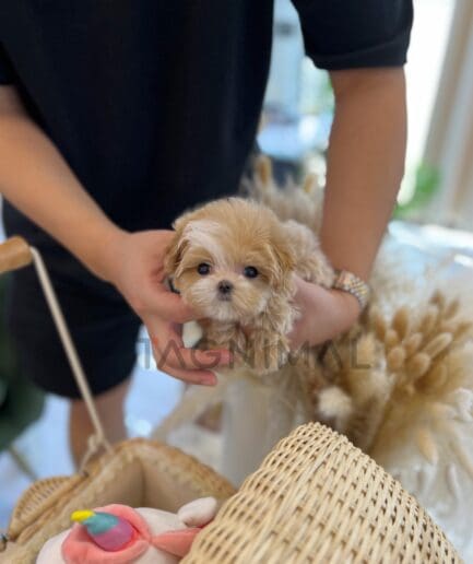 ขายลูกสุนัขมอลติพู ซื้อสุนัข ซื้อหมา ได้ที่ Tagnimal