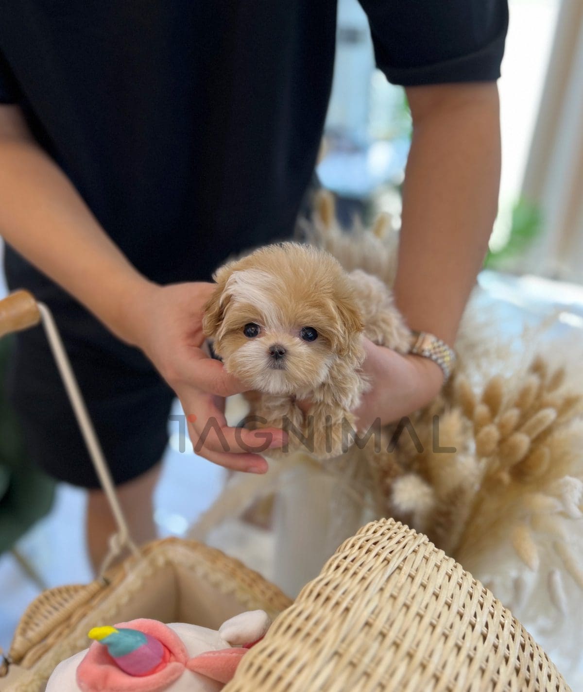 ขายลูกสุนัขมอลติพู ซื้อสุนัข ซื้อหมา ได้ที่ Tagnimal