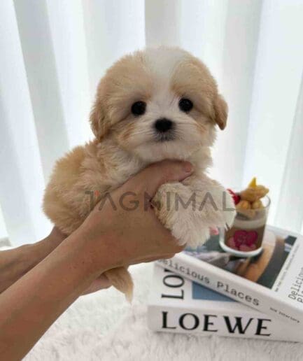 ขายลูกสุนัขมอลติพู ซื้อสุนัข ซื้อหมา ได้ที่ Tagnimal