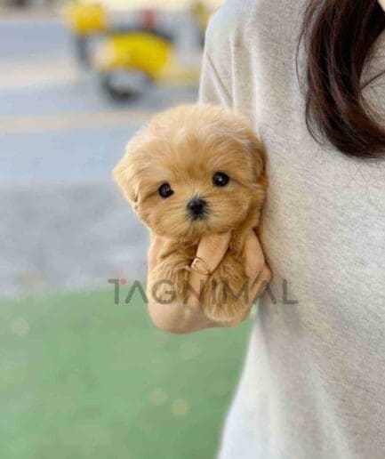 Maltipoo puppy for sale, dog for sale at Tagnimal
