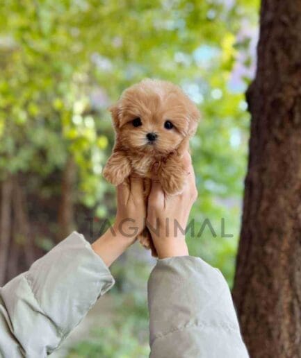 Maltipoo puppy for sale, dog for sale at Tagnimal