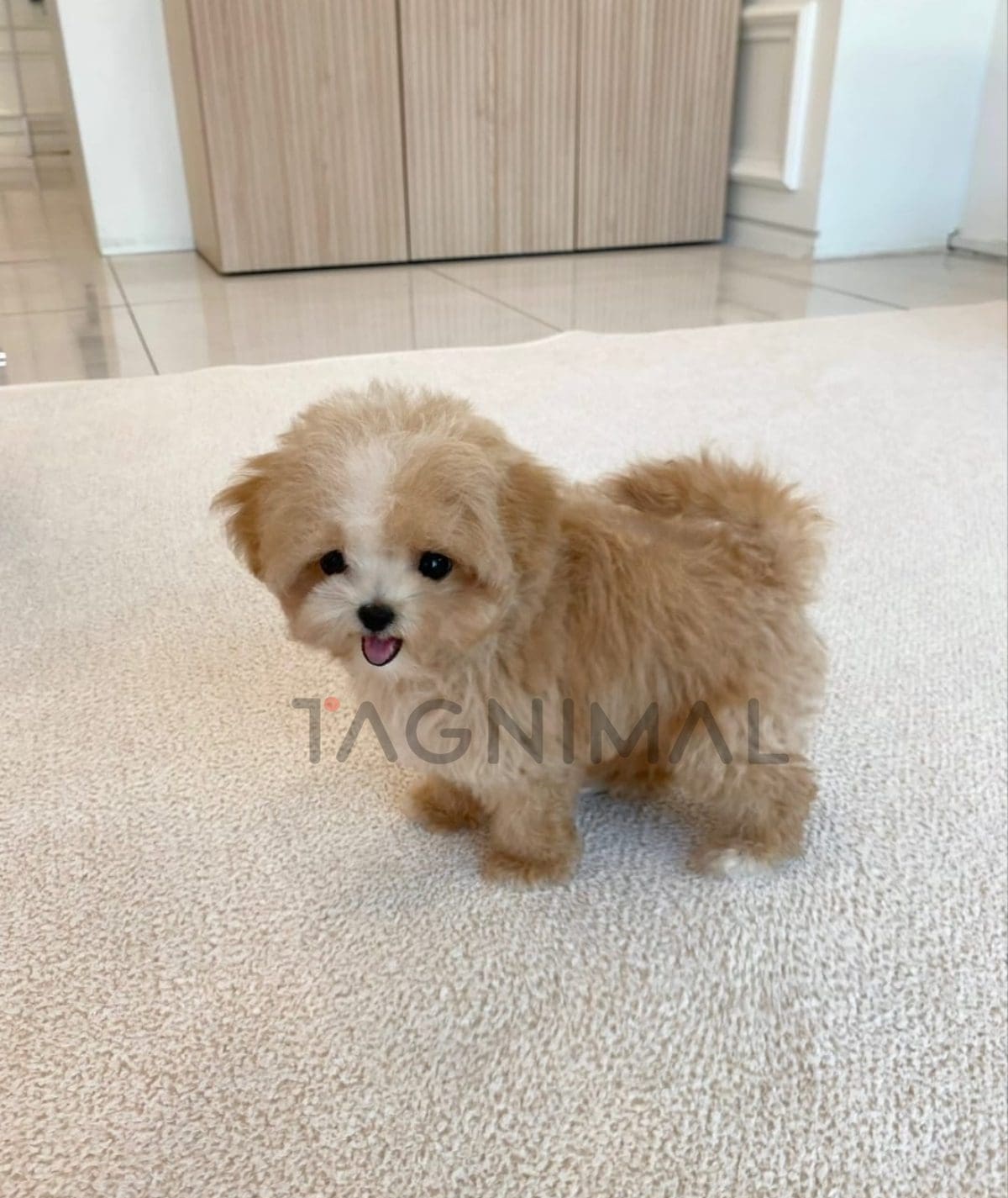 Maltipoo puppy for sale, dog for sale at Tagnimal