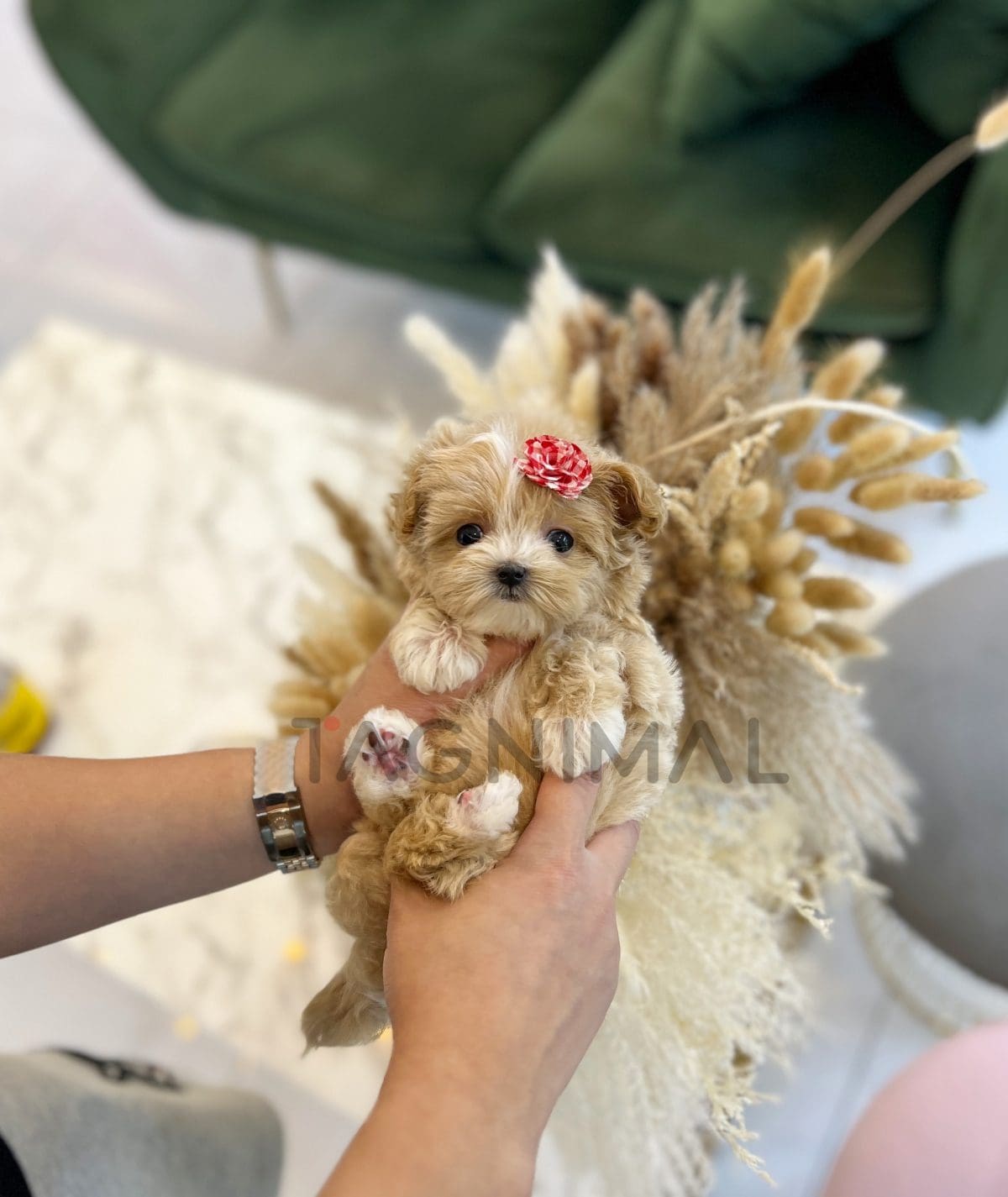 Maltipoo puppy for sale, dog for sale at Tagnimal