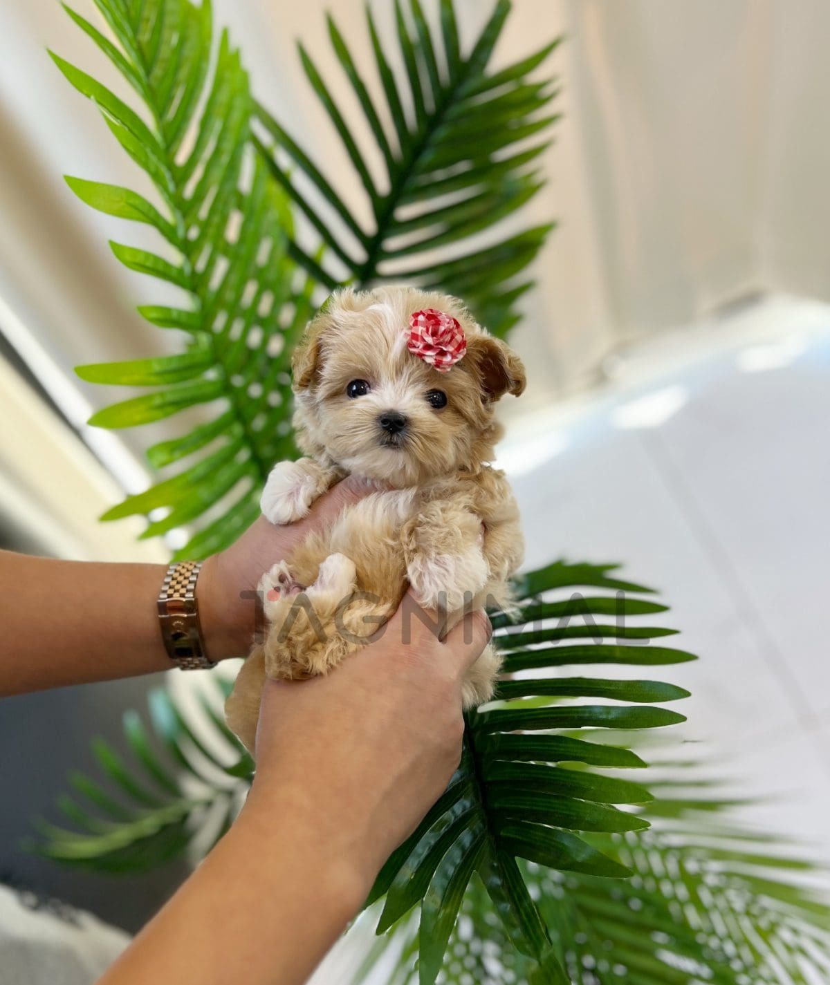 Maltipoo puppy for sale, dog for sale at Tagnimal