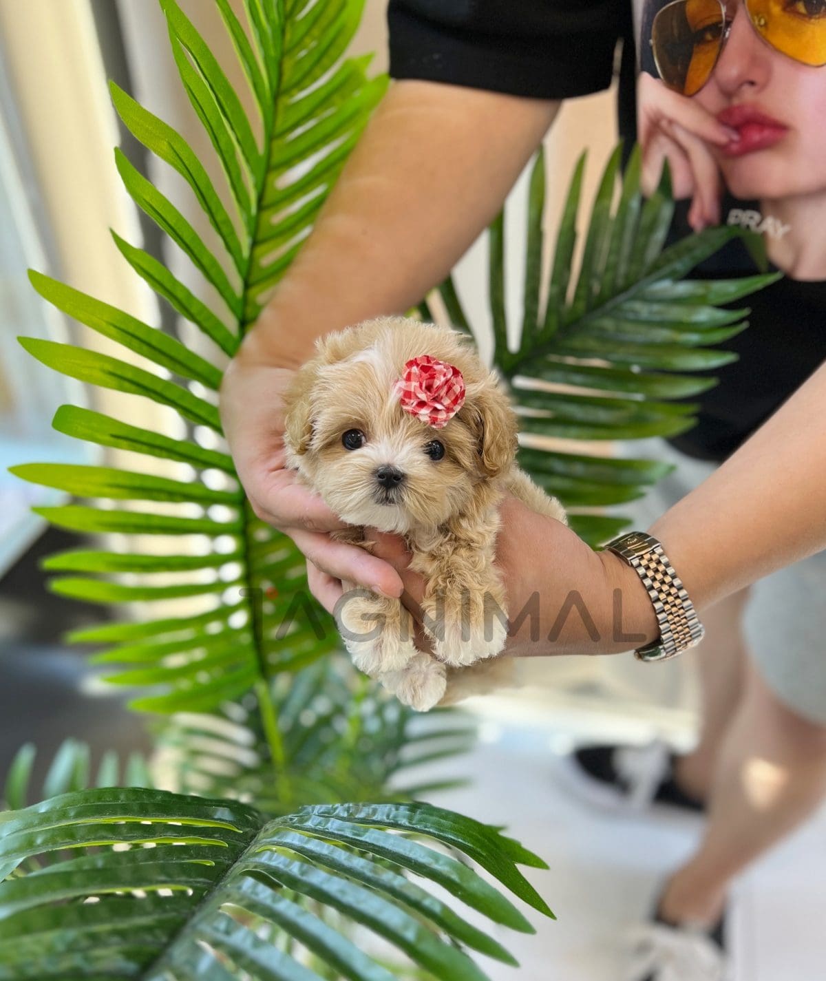 Maltipoo puppy for sale, dog for sale at Tagnimal