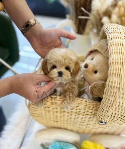 ขายลูกสุนัขมอลติพู ซื้อสุนัข ซื้อหมา ได้ที่ Tagnimal