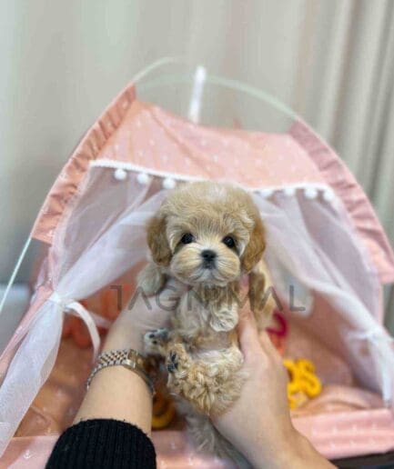 ขายลูกสุนัขมอลติพู ซื้อสุนัข ซื้อหมา ได้ที่ Tagnimal