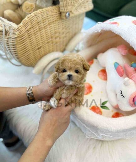 ขายลูกสุนัขมอลติพู ซื้อสุนัข ซื้อหมา ได้ที่ Tagnimal