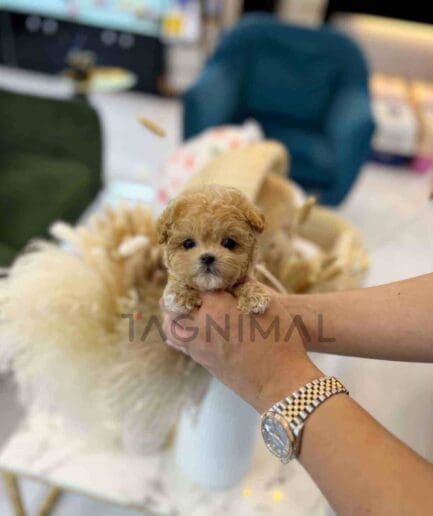 ขายลูกสุนัขมอลติพู ซื้อสุนัข ซื้อหมา ได้ที่ Tagnimal
