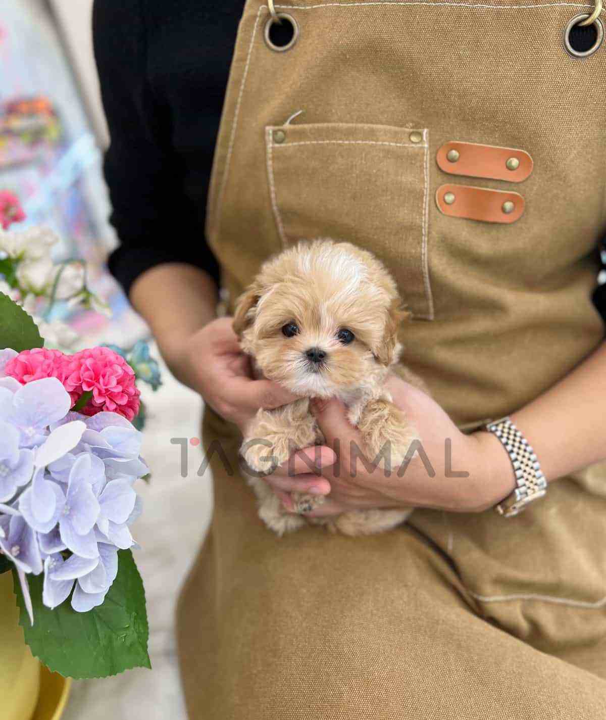 ขายลูกสุนัขมอลติพู ซื้อสุนัข ซื้อหมา ได้ที่ Tagnimal