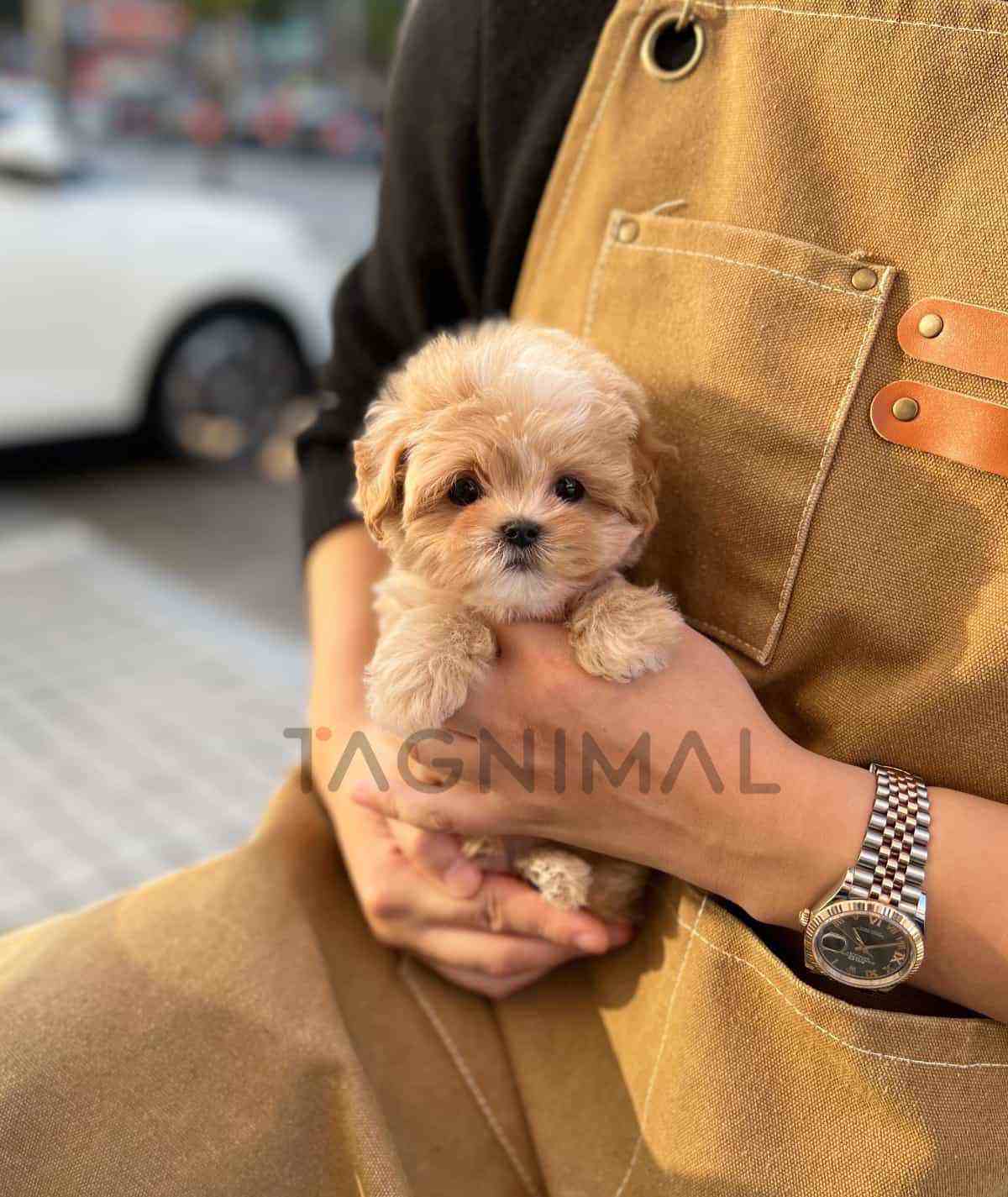 ขายลูกสุนัขมอลติพู ซื้อสุนัข ซื้อหมา ได้ที่ Tagnimal