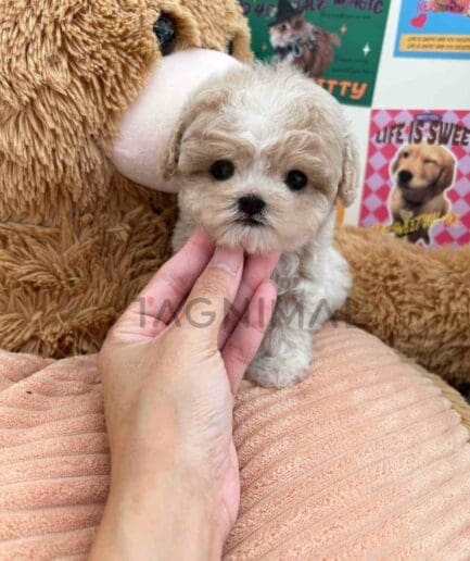 ขายลูกสุนัขมอลติพู ซื้อสุนัข ซื้อหมา ได้ที่ Tagnimal