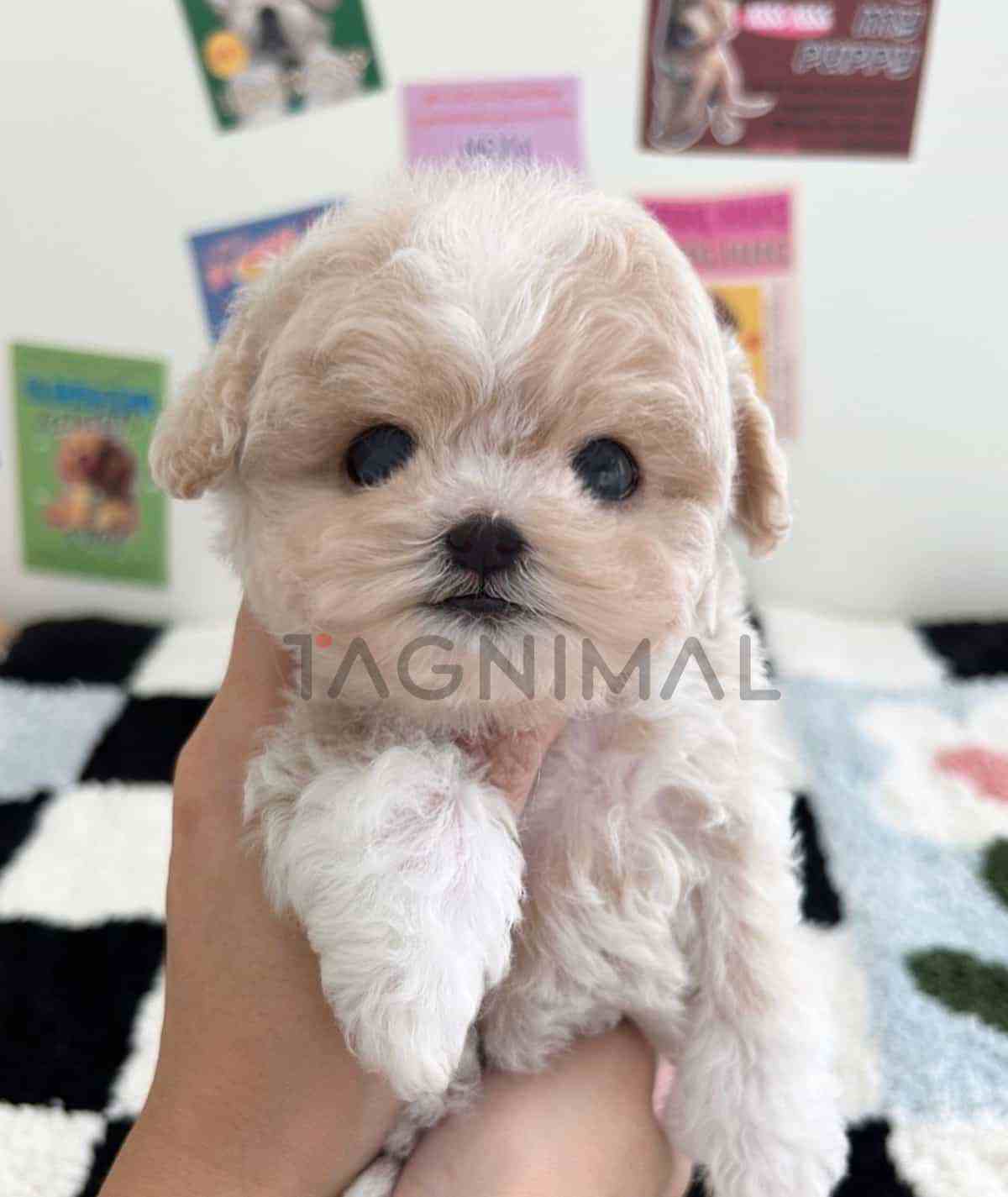 ขายลูกสุนัขมอลติพู ซื้อสุนัข ซื้อหมา ได้ที่ Tagnimal