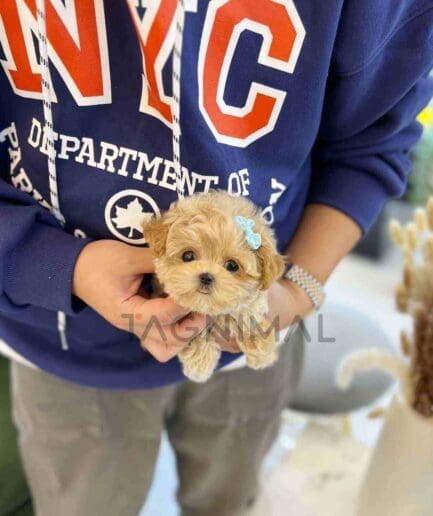 ขายลูกสุนัขมอลติพู ซื้อสุนัข ซื้อหมา ได้ที่ Tagnimal