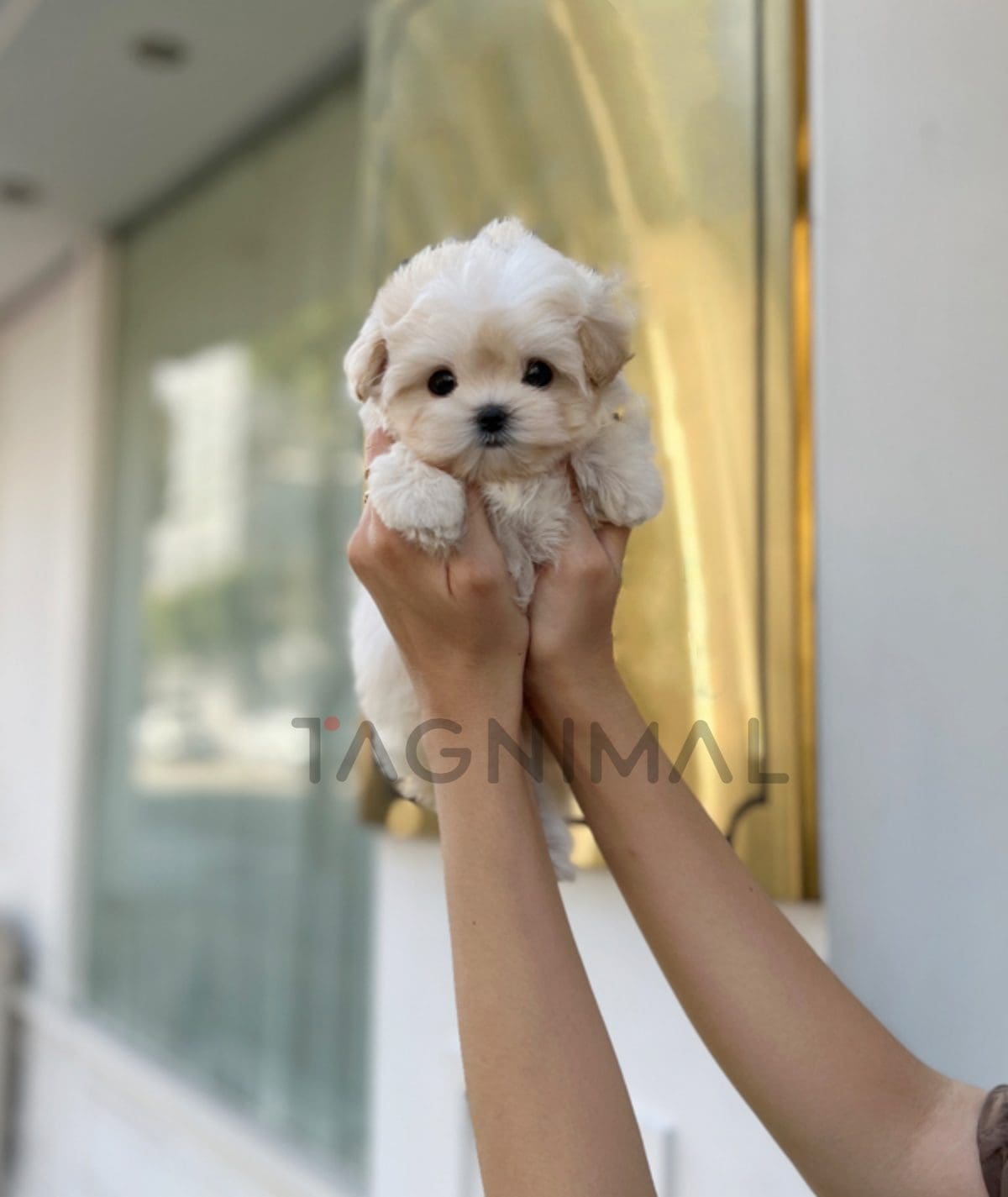 Maltipoo puppy for sale, dog for sale at Tagnimal