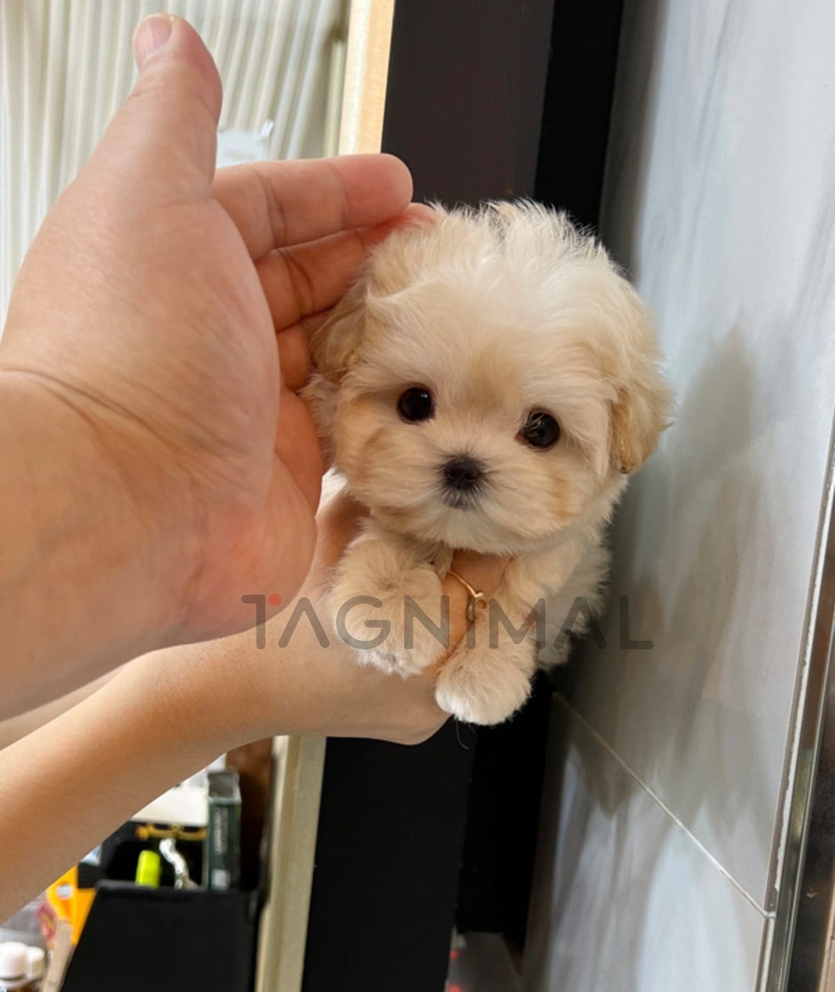 Maltipoo puppy for sale, dog for sale at Tagnimal