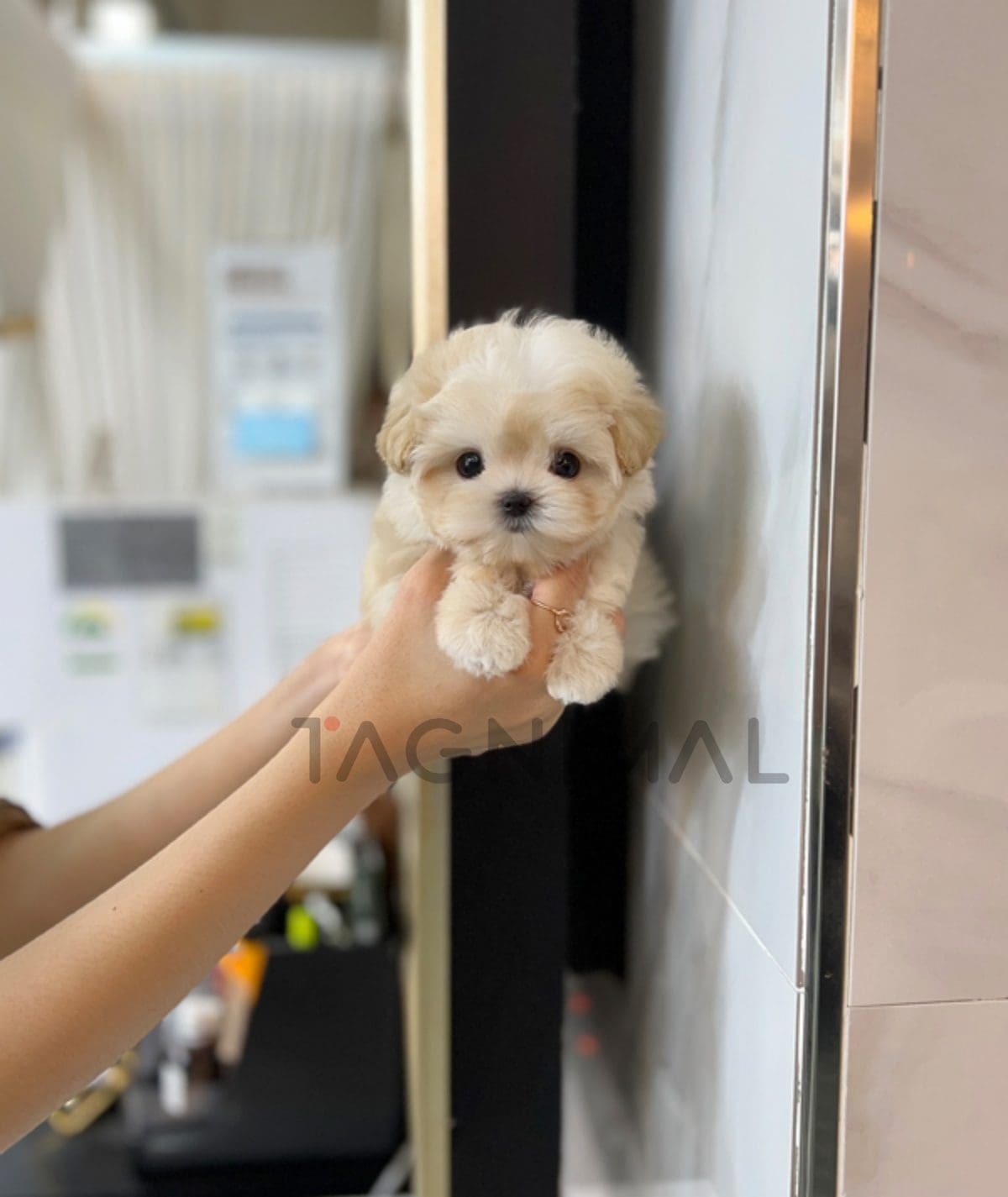 Maltipoo puppy for sale, dog for sale at Tagnimal