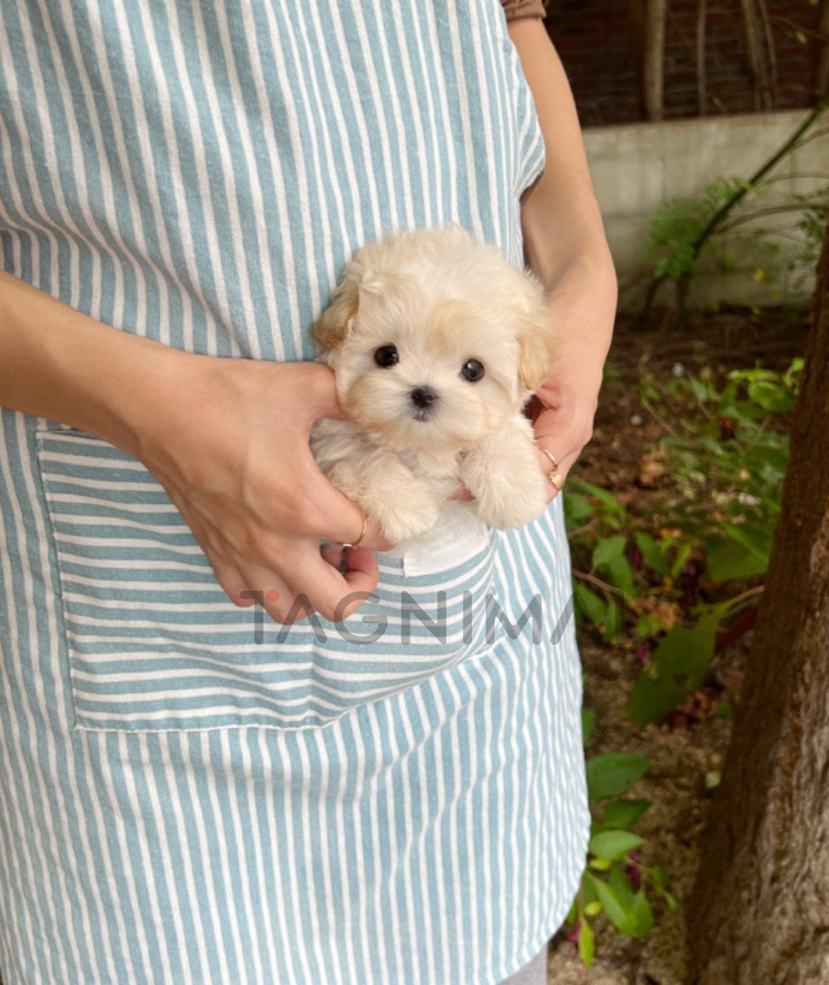 Maltipoo puppy for sale, dog for sale at Tagnimal