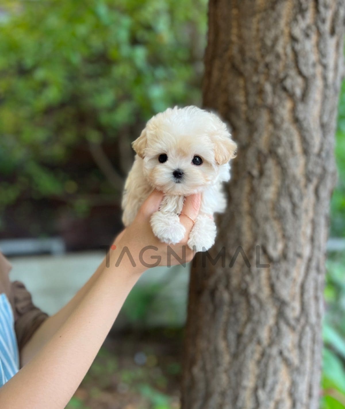 Maltipoo puppy for sale, dog for sale at Tagnimal